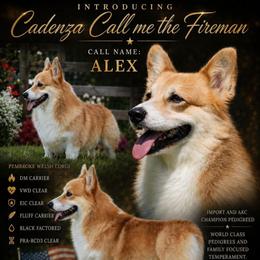 Alex - Pembroke Welsh Corgi
