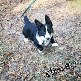 Girl 1 - Black and white female Cardigan Welsh Corgi puppy in Natchitoches. La, Louisiana from Bleu Bayou Corgis