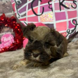 Belle - Liver female Miniature Schnauzer puppy in Lufkin, Texas from C&K’s Schnauzer House