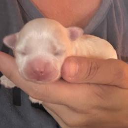 Oakley - White and tan female Maltese puppy in Prague, Oklahoma from Playful Paws Maltese and Maltipoos