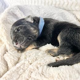 German Shepherd Puppies from Wehrhaus German Shepherds
