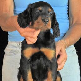 Girl 2 - female Gordon Setter puppy in Huntingtown, Maryland from Laurel Hill