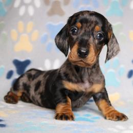 Rooster - Head Dapple Male - Dapple male Dachshund puppy in Red Bud, Illinois from Midwest Miniature Dachshunds