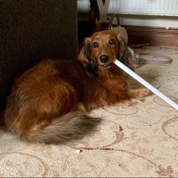 Smudge - Dachshund