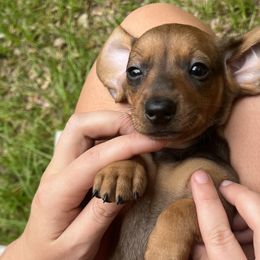 Bunny - Red Dachshund puppy in Hawthorne, Florida from Circle M Dachshunds
