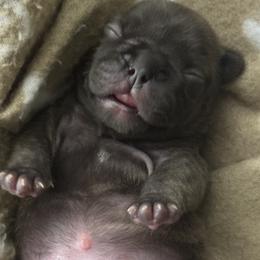 French Bulldog Puppies from jack & Ruby's Frenchies