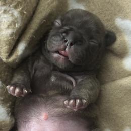 French Bulldog Puppies from jack & Ruby's Frenchies
