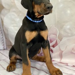Doberman Pinscher Puppies from European Dobermans