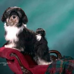 Havanese All Grown Up from Ivy Hills Havanese