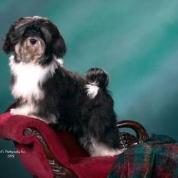 Havanese All Grown Up from Ivy Hills Havanese