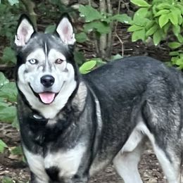 Star - Siberian Husky