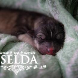 Iselda - Agouti and white female Siberian Husky puppy in Greenville, North Carolina from Ivie Huskies