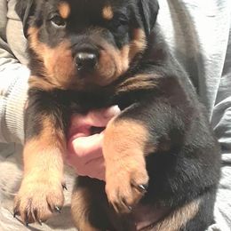 Rottweilers from Golden valley Rotweillers