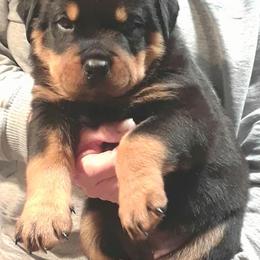 Rottweilers from Golden valley Rotweillers