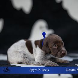 Rune (please fill out an application if interested) - Liver roan male German Shorthaired Pointer puppy in Greensburg, Kentucky from Nosam Kennels- Hungarian Vizslas, and German Shorthairs Located in Kentucky