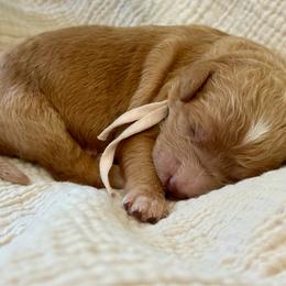 Girl 3 - Red  female Goldendoodle puppy in Hesperia, Michigan from Red Acres Poodles & Doodles