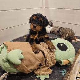 Yellow collar - Phantom female Bernedoodle puppy in Shelby, North Carolina from Forever Grateful Doodles