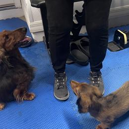 Liezel - Dachshund
