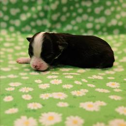 Taylor - Black tri female Toy Australian Shepherd puppy in Snowflake, Arizona from Halfpint Aussies