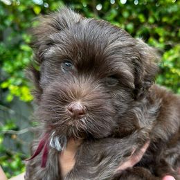 SUNNY - Chocolate brindle Havanese puppy in Miami, Florida from HavaReese Havanese
