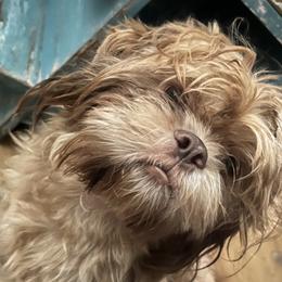 Justice - Shih Tzu