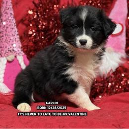 Garlin - Black & white male Australian Shepherd puppy in Bethany, Connecticut from Wynter Thyme Manor Australian shepherds