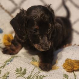 Dachshund Puppies from Darling Dachshunds