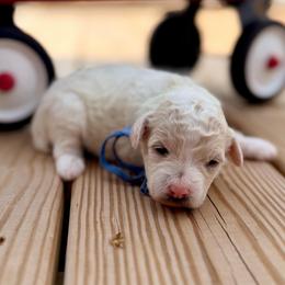Kai - Parti male Poodle puppy in Dunn, North Carolina from Sandy Creek Kennels
