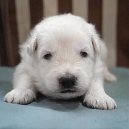 Red Collar Boy - White male Berger Blanc Suisse puppy in Aurora, Colorado from Moonlight Berger Blanc Suisses