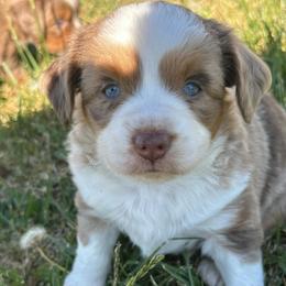 Boy 2 - Red merle male Miniature Australian Shepherd puppy in Amarillo, Texas from Duclops Ranch Aussies