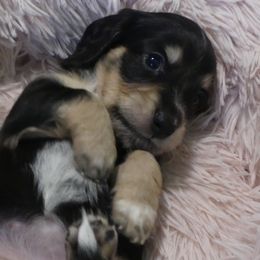 Arrow - Black and cream female Dachshund puppy in Plant City, Florida from Oakley's Dachshund Ranch