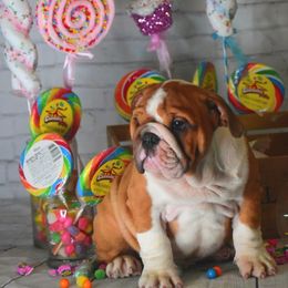 Bulldog Puppies from Dampier Bulldogs Mo