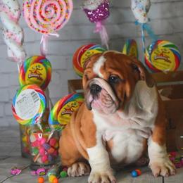 Bulldog Puppies from Dampier Bulldogs Mo