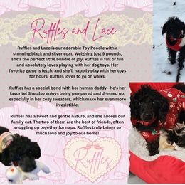 Ruffles - Poodle