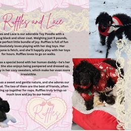 Ruffles - Poodle