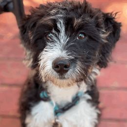 Bernedoodles and Labradoodles from All Bark
