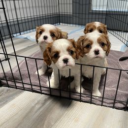 Cavalier King Charles Spaniel Puppies from Buck Creek