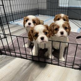 Cavalier King Charles Spaniel Puppies from Buck Creek