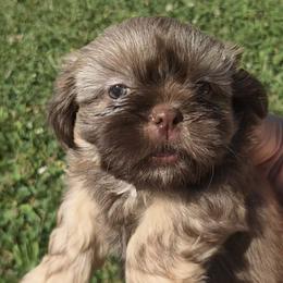 Liver tan points - Chocolate and tan male Shih Tzu puppy in Vinita, Oklahoma from Locust Creek Shih Tzu & Havanese