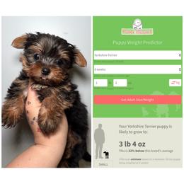 Frank - Black and gold male Yorkshire Terrier puppy in Cleveland, Tennessee from Moody’s Morkies and More