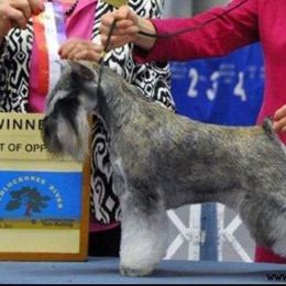 Marlo - Miniature Schnauzer