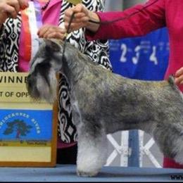 Marlo - Miniature Schnauzer