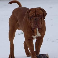 Thorn - Dogue de Bordeaux