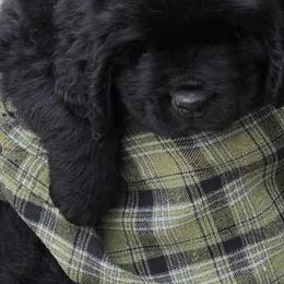Newfoundland Puppies from Timber’s Watch