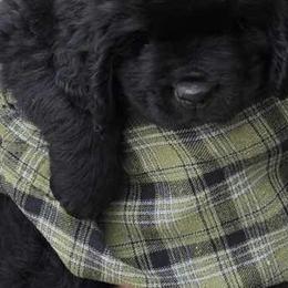 Newfoundland Puppies from Timber’s Watch
