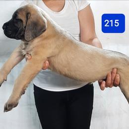 AKC PUP 215 - Fawn male Mastiff puppy in Ava, Missouri from Ozark Mountain Mastiffs