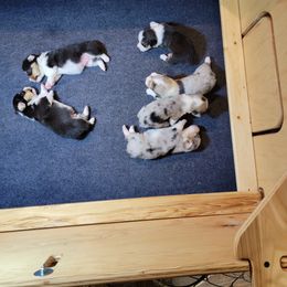 American Corgi and Pembroke Welsh Corgi Puppies from DnD Corgis
