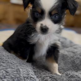 Miniature Australian Shepherd Puppies from Grace River Aussies