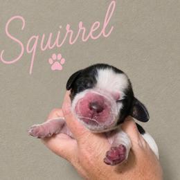 Squirrel - Tri-Roan female English Springer Spaniel puppy in Fort White, Florida from Thunderbird Springers