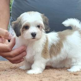Cavachon, Cavalier King Charles Spaniel, Cavapoo, and Havanese Puppies from Peaks Pups & Cavachon Love Chocolate Cavaliers, Cavaliers, Cavachon’s, Cavapoos & Havanese